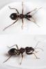 Himacerus mirmicoides